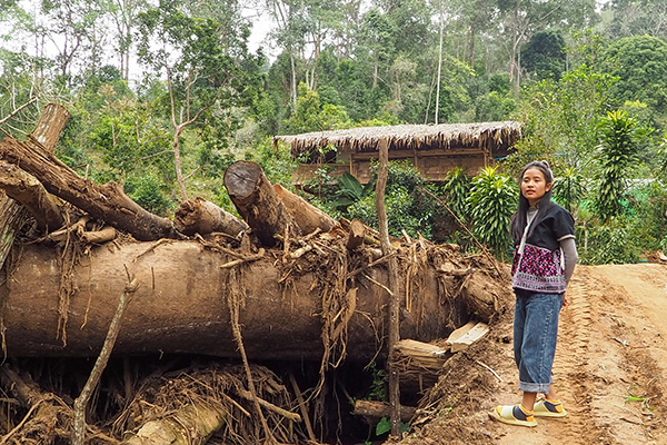 村を救った巨木