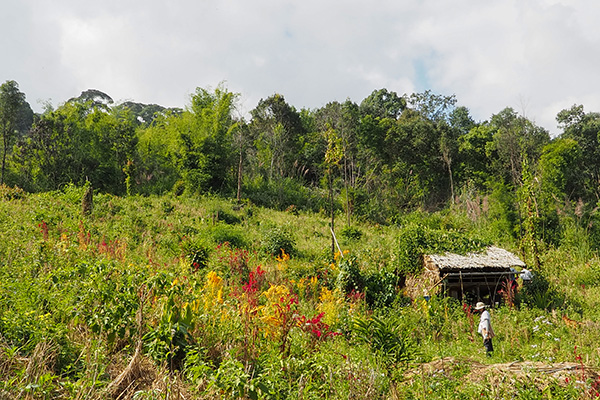 ホイヒンラートナイ村の畑