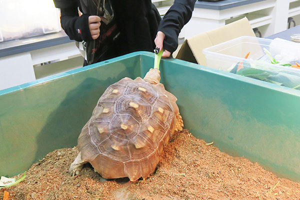 亀への餌やり体験